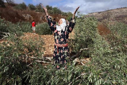 الاحتلال يقتلع أشجار زيتون في دير استيا