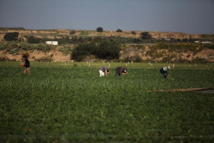 الاعرج يوقف تخصيصات الأراضي في غزة