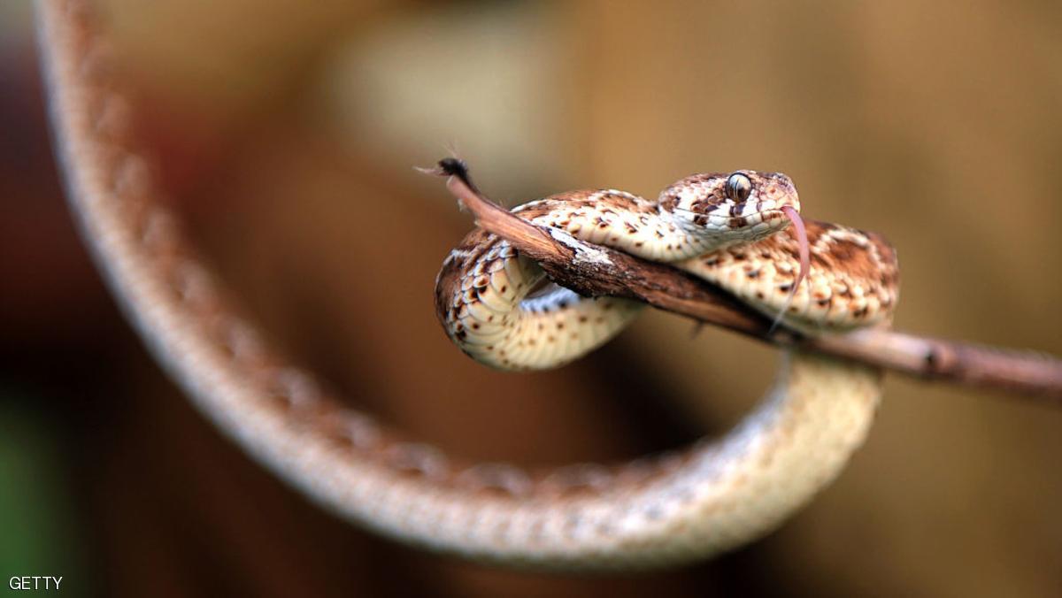 In this photograph taken on November 11, 2016, Indian snake-catcher Kali displays a sawscaled viper on a stick, caught in the paddy fields during scouting in the early hours of the morning at Vadanemmeli village, on the outskirts of Chennai.
A small scythe, a crowbar and a bundle of canvas bags are all that Kali and Vedan carry when they venture into the fields of southern India to catch some of the world's deadliest snakes. Their skills, passed from generation to generation of the Irula tribe they belong to, are crucial for the production of anti-venom in the country with the world's highest number of deaths from snake bites. / AFP / ARUN SANKAR / TO GO WITH AFP STORY: India-health-animal-poverty, FEATURE by Claire COZENS (Photo credit should read ARUN SANKAR/AFP/Getty Images)