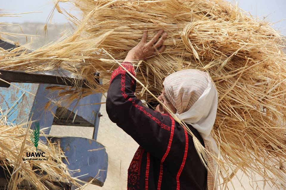 العمل الزراعي يصدر بياناً في يوم المرأة العالمي