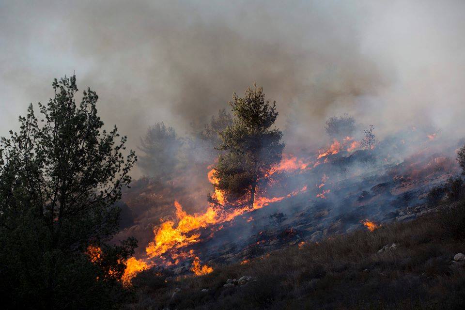 اسرائيل: نصف الحرائق نشبت بشكل متعمد