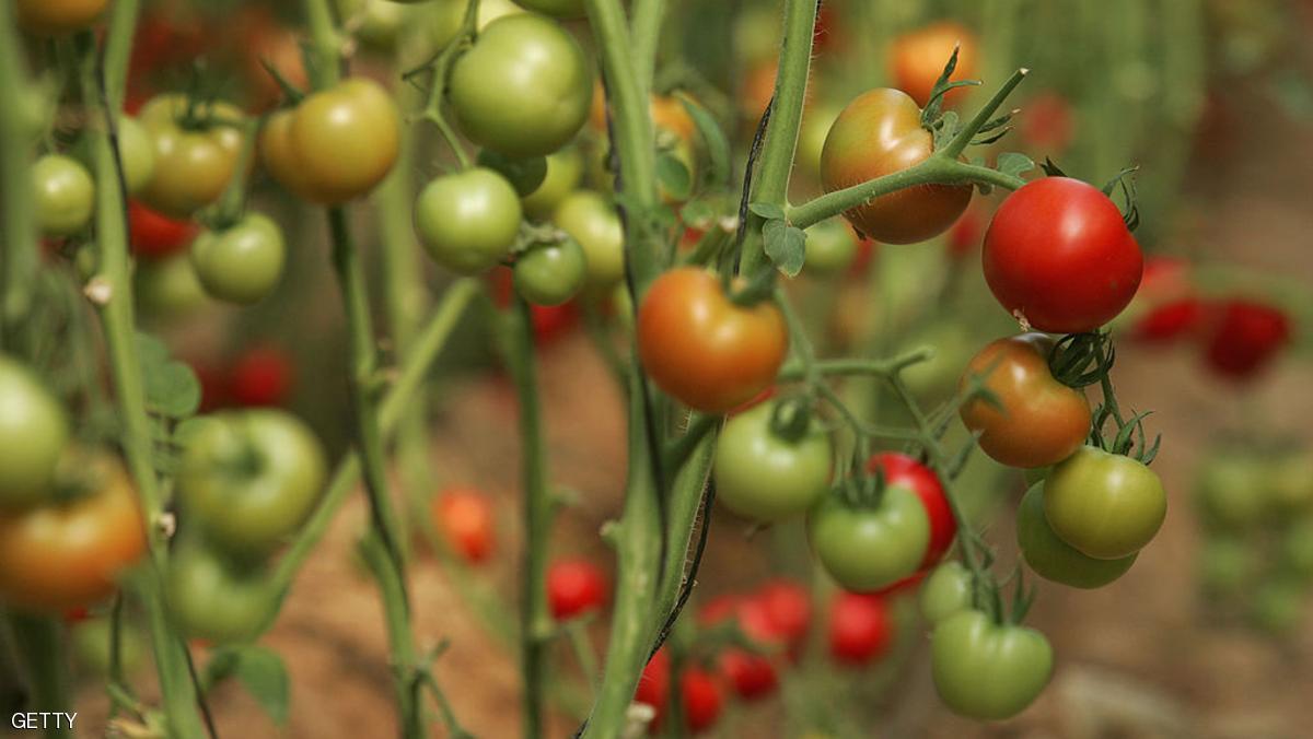 BANI SUHAILA, GAZA STRIP - NOVEMBER 4: Tomatoes grow in the Sammor family's greenhouse near Khan Younis November 4, 2008 in Bani Suhaila in the southern Gaza Strip. According to the United Nations, the humanitarian crisis in this crowded territory has worsened to its lowest point since Israel imposed a blockade on the Hamas-controlled Palestinian territory last year. In an attempt to help some of Gaza's poorest, the humanitarian aid agency CARE International runs a fresh food project funded by the European Commission's Humanitarian Aid Department (ECHO) which also guarantees Palestinian farmers income for their crops. Each week CARE buys one third of the Sammor's and other farmers' produce at market price or better, and then packages it into family portions of five basic vegetables for needy recipients, often providing them with their only source of fresh food. (Photo by Abid Katib/Getty Images)