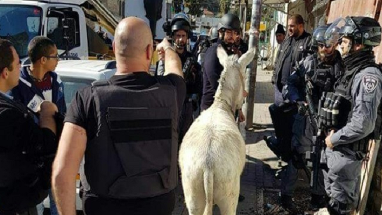 القوات الإسرائيلية تعتقل حمارا في القدس