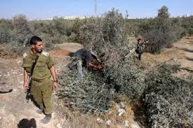 الاحتلال يخطر بقطع أشجار في بلدة الخضر