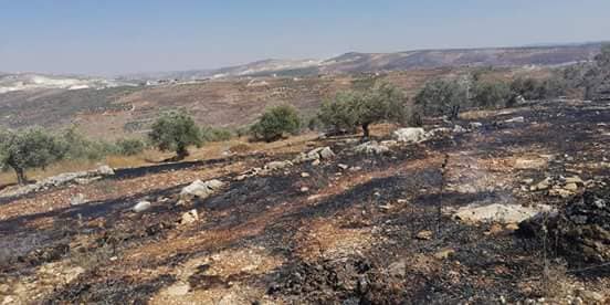 مستوطنون يحرقون 300 شجرة زيتون في قرية تل
