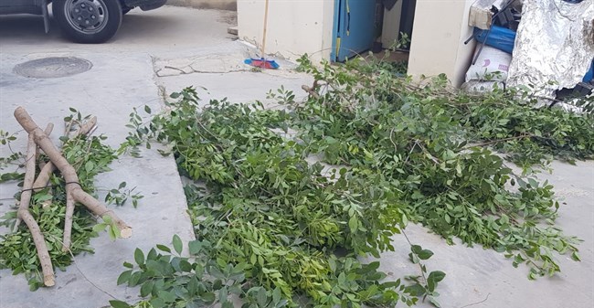 الشرطة تضبط أشجار قات مخدر لاول مرة في فلسطين