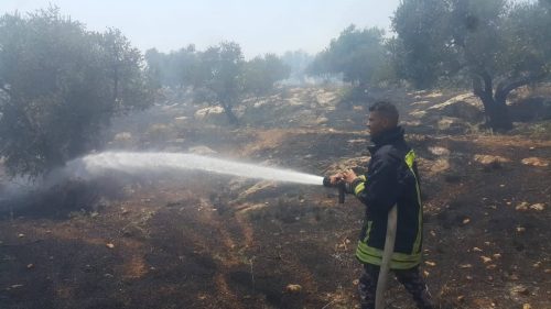اخماد حريق التهم 120 شجرة زيتون في بلدة عرابة جنوب جنين