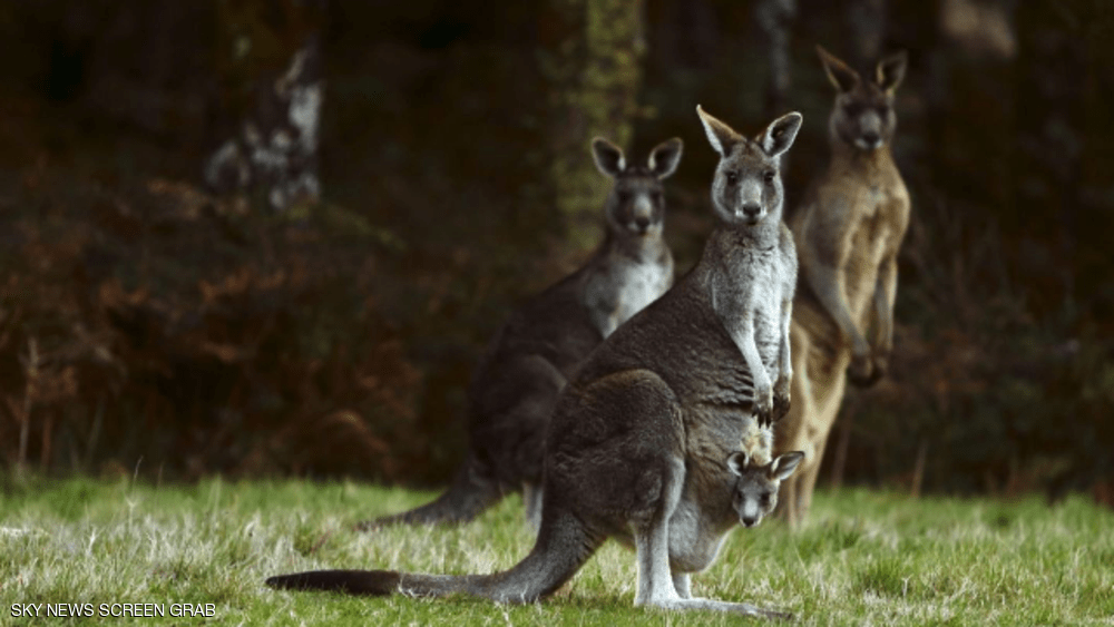 في أستراليا.. قتل الحيوان الوطني “هو الحل”