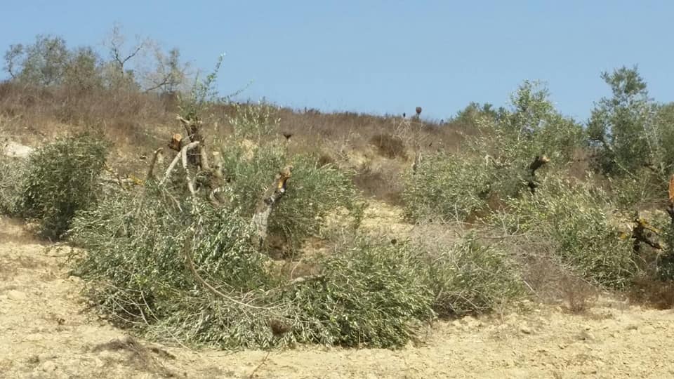 الاحتلال يقتلع اشجار زيتون معمرة في سلفيت