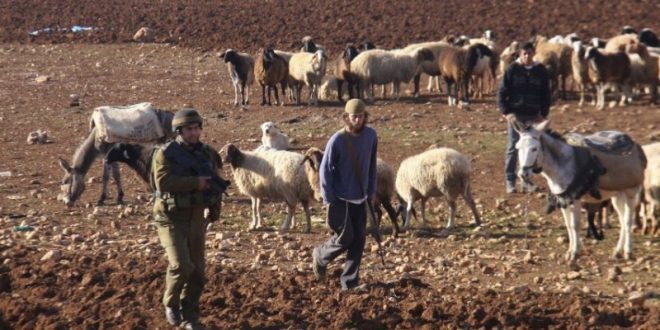 مستوطنون يسيجون أراض في الأغوار الشمالية ويطردون رعاة الأغنام