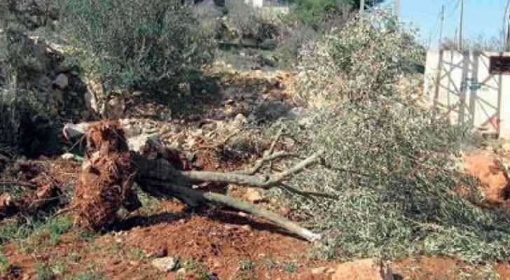 مستوطنون يقتلعون 100 شجرة مثمرة في ترقوميا