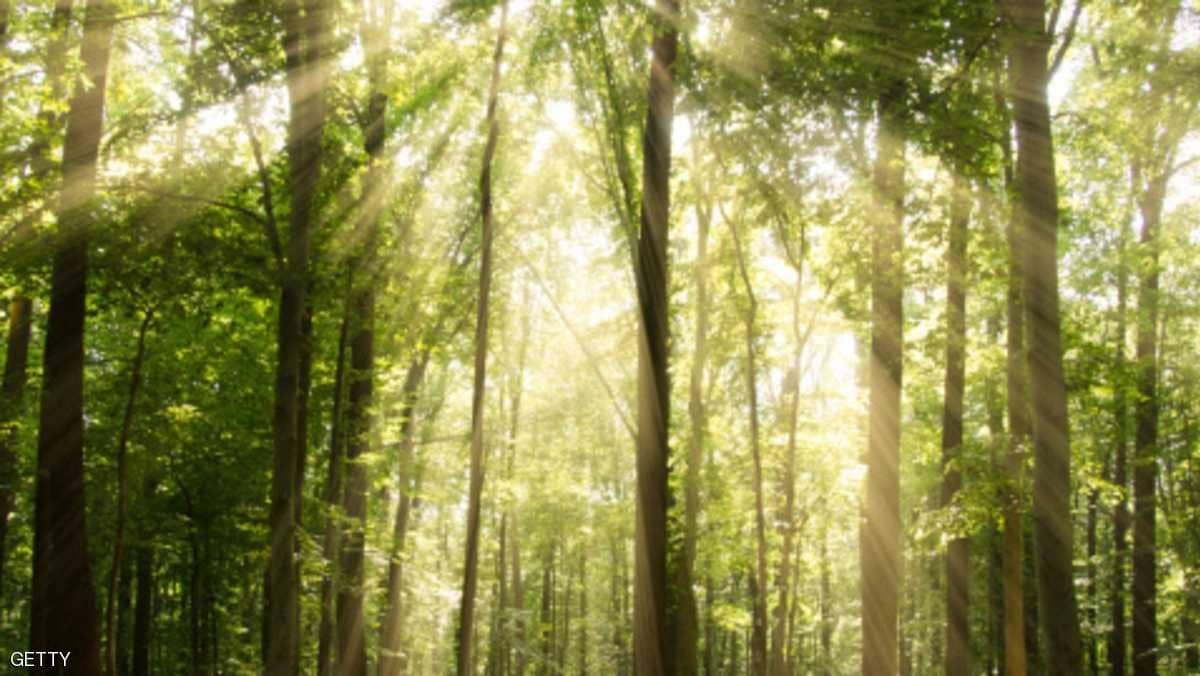 عالم سويدي يصنع وقودا من “الأشجار”