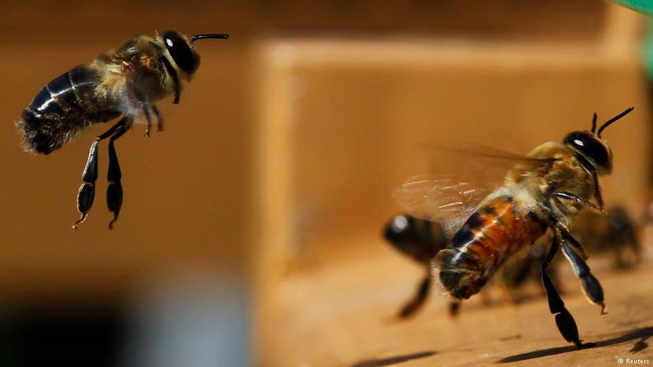 اطلاق ميثاق جودة عسل النحل تماشيا مع التوجه العالمي الجديد