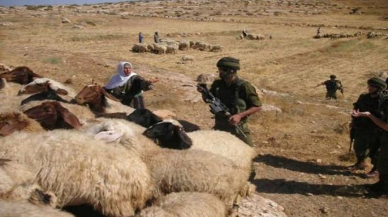 الاحتلال يحتحز اثنين من رعاة الأغنام شرق بيت لحم