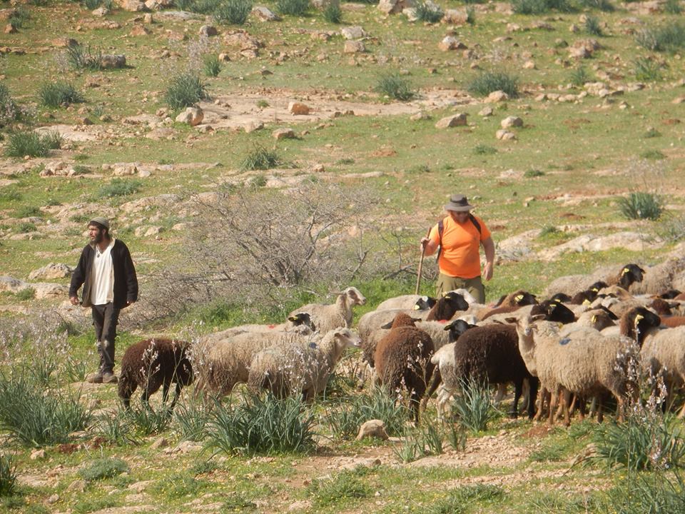 مستوطنون يعتدون على رعاة الاغنام بالاغوار