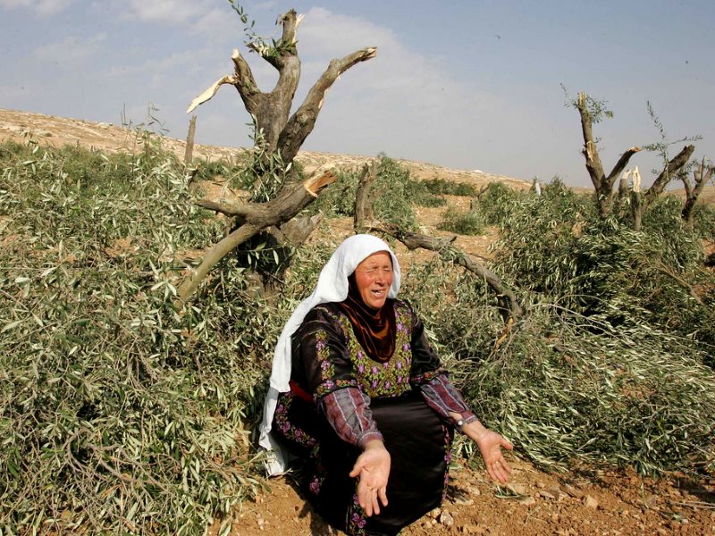 الاحتلال يقتلع 120 شجرة زيتون في اللبن الغربي