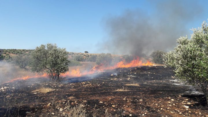 حريق شرق جنين يلتهم 80 شجرة زيتون