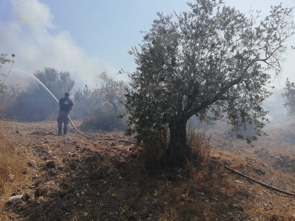 حريق يلتهم نحو 100 شجرة زيتون وحرجية جنوب جنين