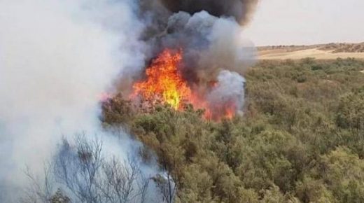 حريق يلتهم 150 شجرة زيتون غرب جنين