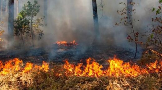حريق يلتهم 300 شجرة زيتون قرب قرية الطيبة غرب جنين