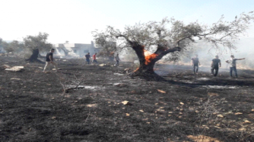 الدفاع المدني يخمد حريقا التهم 20 شجرة زيتون في بلدة يعبد