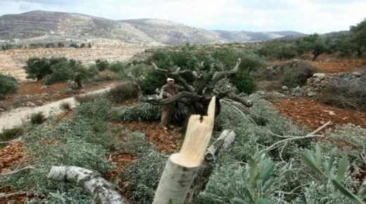 مستوطنون يقطعون أشجار زيتون في بورين