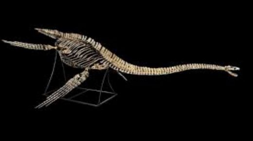 كندا: الكشف عن أحد أكبر الزواحف الطائرة عاش قبل 77 مليون سنة