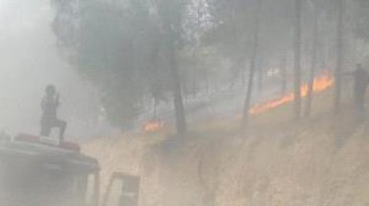 حريق يلتهم 300 دونم من حقول الزيتون وأحراج السويطات