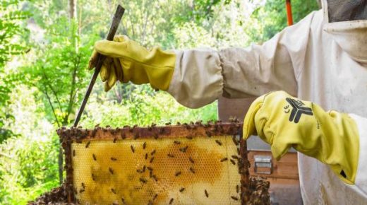 سمر تقاوم الاحتلال بتربية النحل