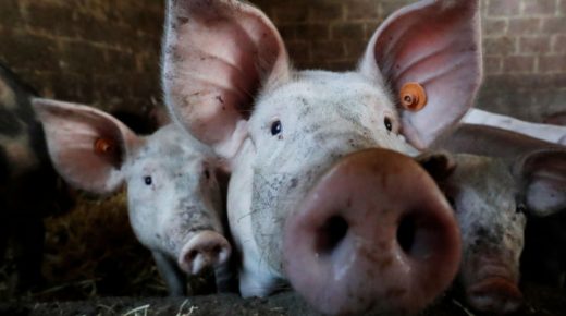 اكتشاف جديد… الاستعانة بجلد الخنزير لعلاج حروق البشر