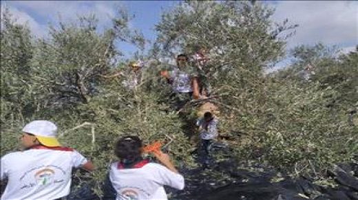 يوم تطوعي لقطف ثمار الزيتون غرب رام الله