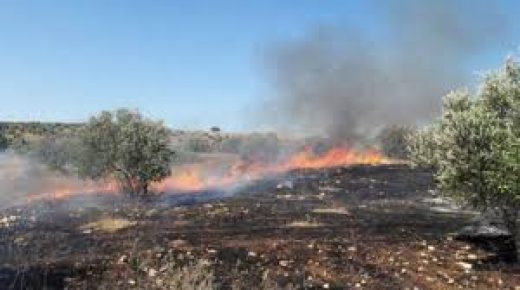 الدفاع المدني يخمد حريقا طال 20 شجرة زيتون في جنين