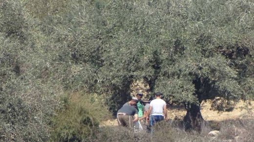 مستوطنون يضرمون النار بعشرات اشجار الزيتون جنوب نابلس