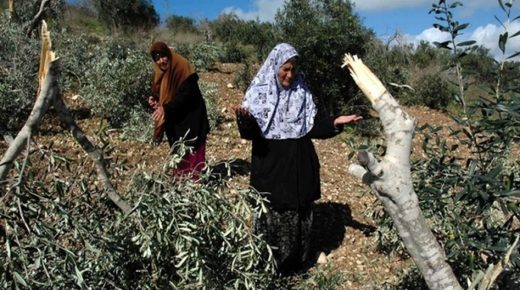 الاحتلال يقتلع 30 شجرة زيتون ويهدم 150 جدار استنادي