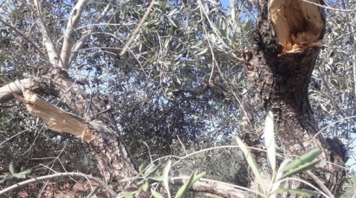 مستوطنون يكسرون أشجار زيتون في قرية أم صفا غرب رام الله