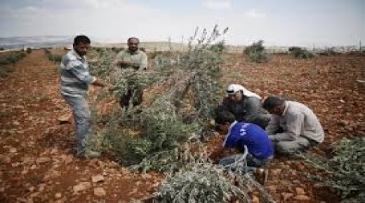 زراعة أشجار زيتون في الأراضي المهددة بالاستيلاء بقرية كفر لاقف شرق قلقيلية