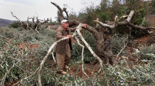 مستوطنون يقتلعون مئات أشجار الزيتون في بلدة الخضر
