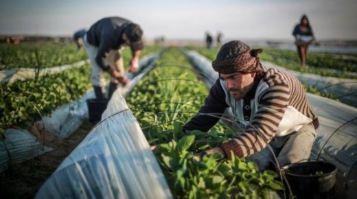 اتحادا المزارعين الفلسطينيين والفلاحين يطالبون الحكومة بحماية الأغوار