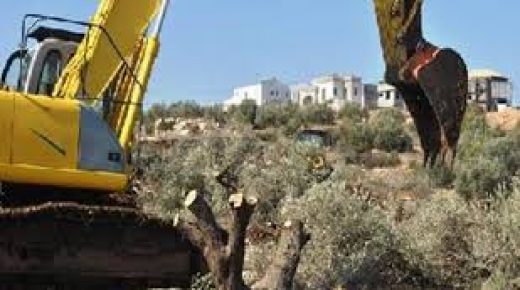 الاحتلال يقتلع أشجار زيتون في قرية الجبعة جنوب بيت لحم