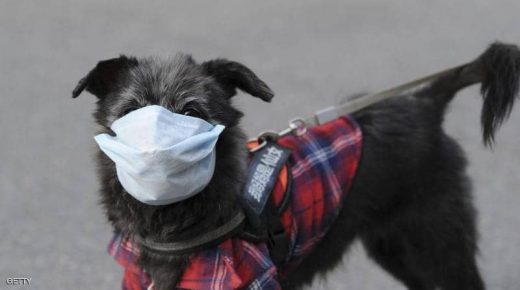 تسجيل أول إصابة بفيروس كورونا لدى “كلب”