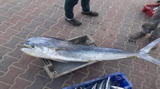 شاهد: سمكة (الحرباية) التي ظهرت في بحر غزة