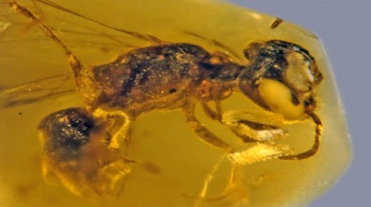 العثور على أقدم نحلة في التاريخ عمرها 99 مليون عام