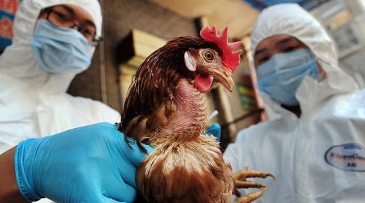 بعد “كورونا”.. إنفلونزا الطيور تتفشى في الصين مجددا
