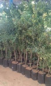 ضمن مشروع تخضير فلسطين: زراعة 2200 شجرة زيتون في سنجل