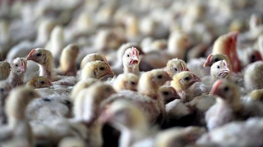 الصين تعدم 17 ألف طير من الدواجن بسبب إنفلونزا الطيور