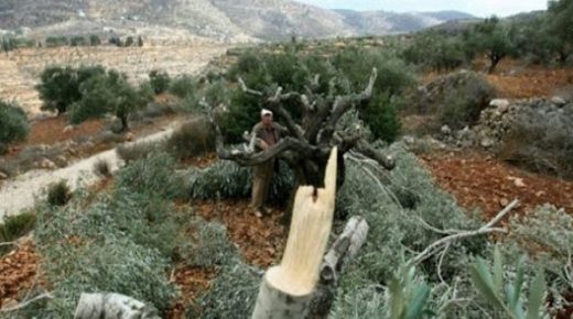عمليات التقطيع طالت 780 شجرة: المستوطنون يقطعون 200 شجرة كرمة جديدة في بلدة الخضر