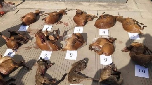 سوق لبيع الفئران والزواحف في فيتنام يهدد بتفشي فيروس جديد