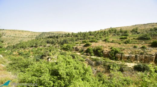 “محميات فلسطين “يحتفي باليوم الدولي للغابات والأشجار