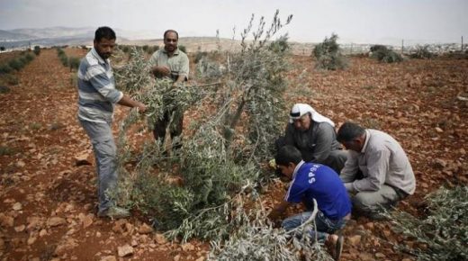 مستوطنون يقطعون عشرات أشجار الزيتون والكرمة غرب بيت لحم