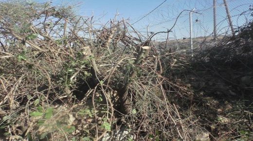 مستوطنون يقطعون أشجار كرمة جنوب بيت لحم